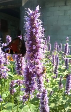 Kłosowiec 'Black Adder' (Agastache x hybrida) 